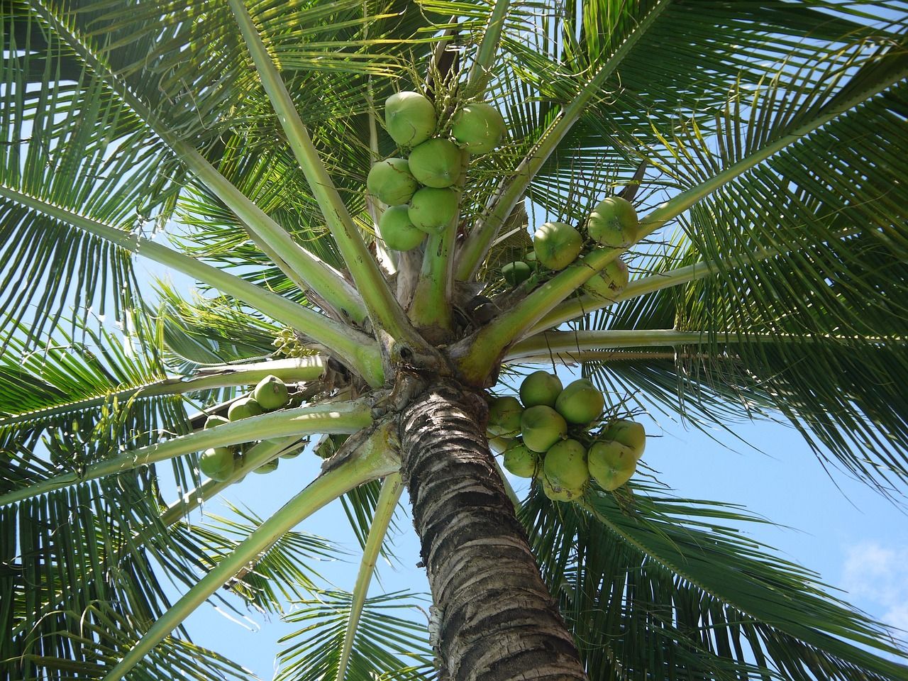 Huile de coco